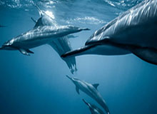 开云下载-选人难，被选也难！疫情之下NBA选秀大变样